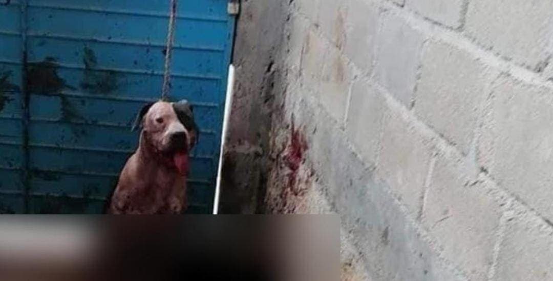 Pitbull casi le arranca el brazo a sujeto que entró a robar a una casa en Chiapas
