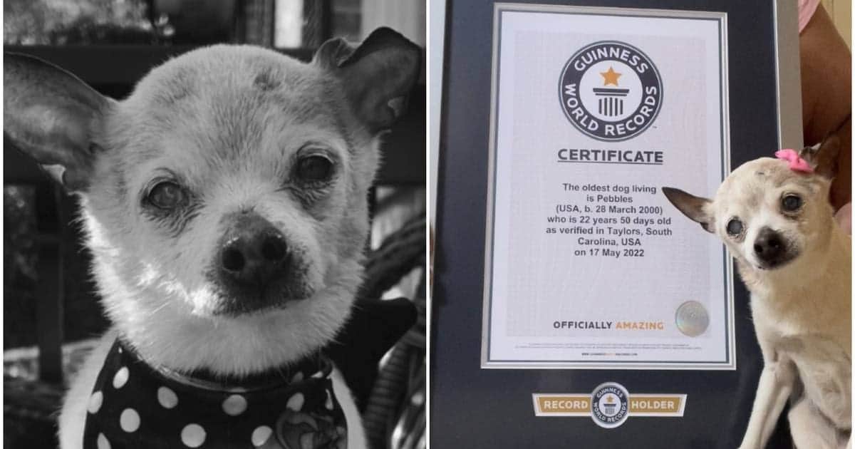 Pebbles, la perrita con el Récord Guinness de ser la más vieja del mundo, muere a los 22 años