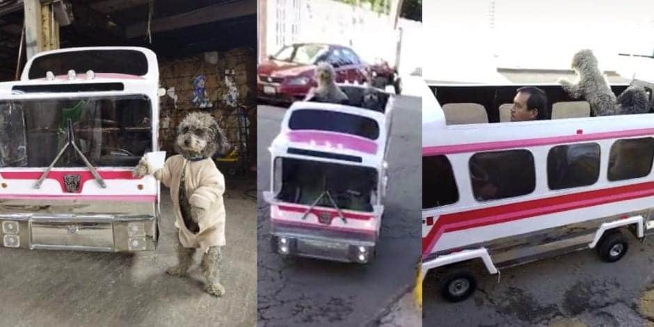 Video: El perrobus sí existe; hombre conquistó TikTok con un gran invento