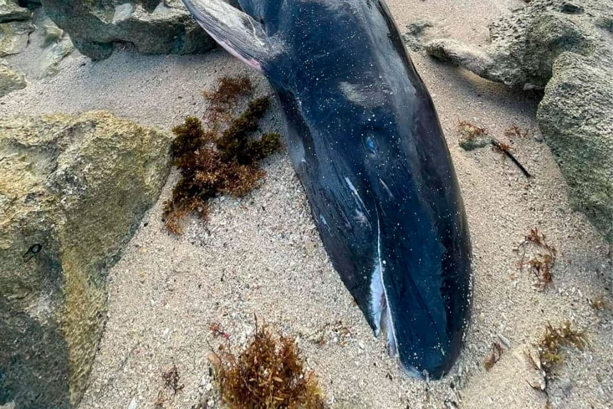 Encuentran orca negra sin vida, en una playa de Cozumel