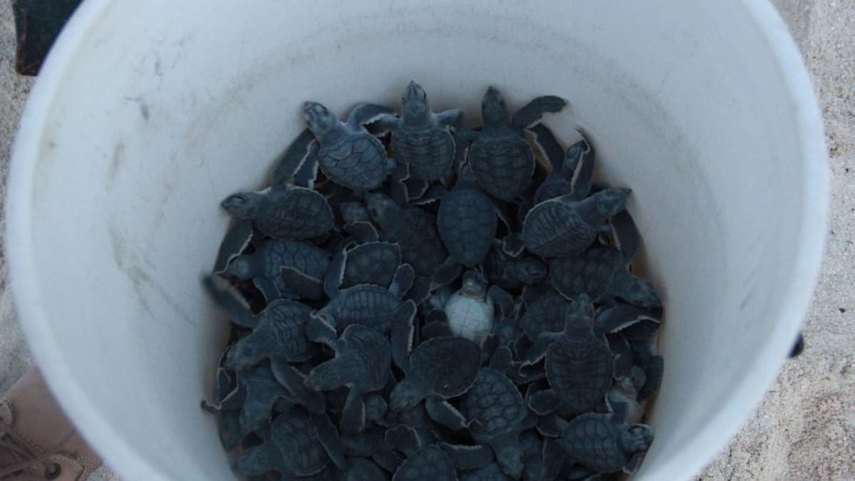 Protege gobierno de Benito Juárez más de un millón de huevos de tortuga marina