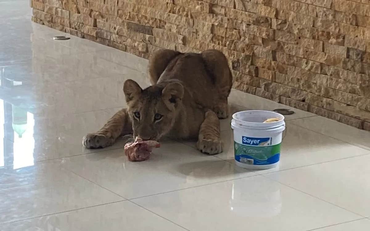 Profepa asegura leona que deambulaba por Veracruz