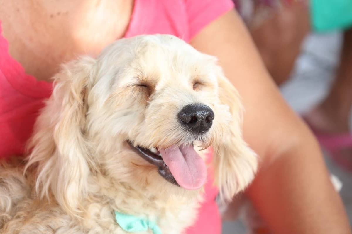 Promueve Ana Patricia Peralta cuidado responsable de mascotas