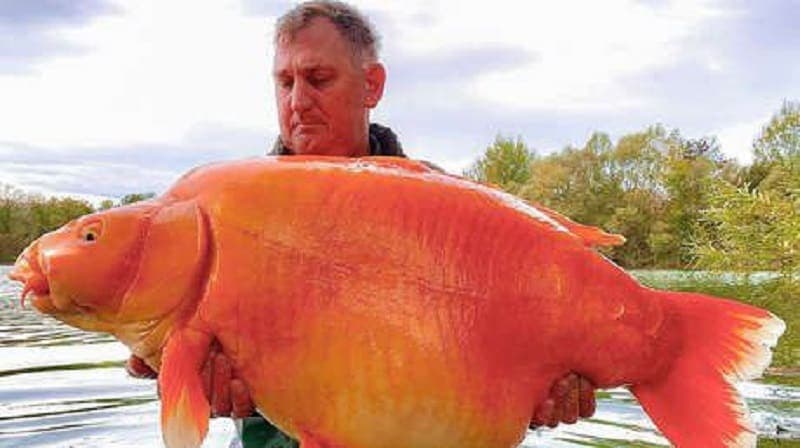 Video: Pescan un pez dorado de 30 kg en Francia