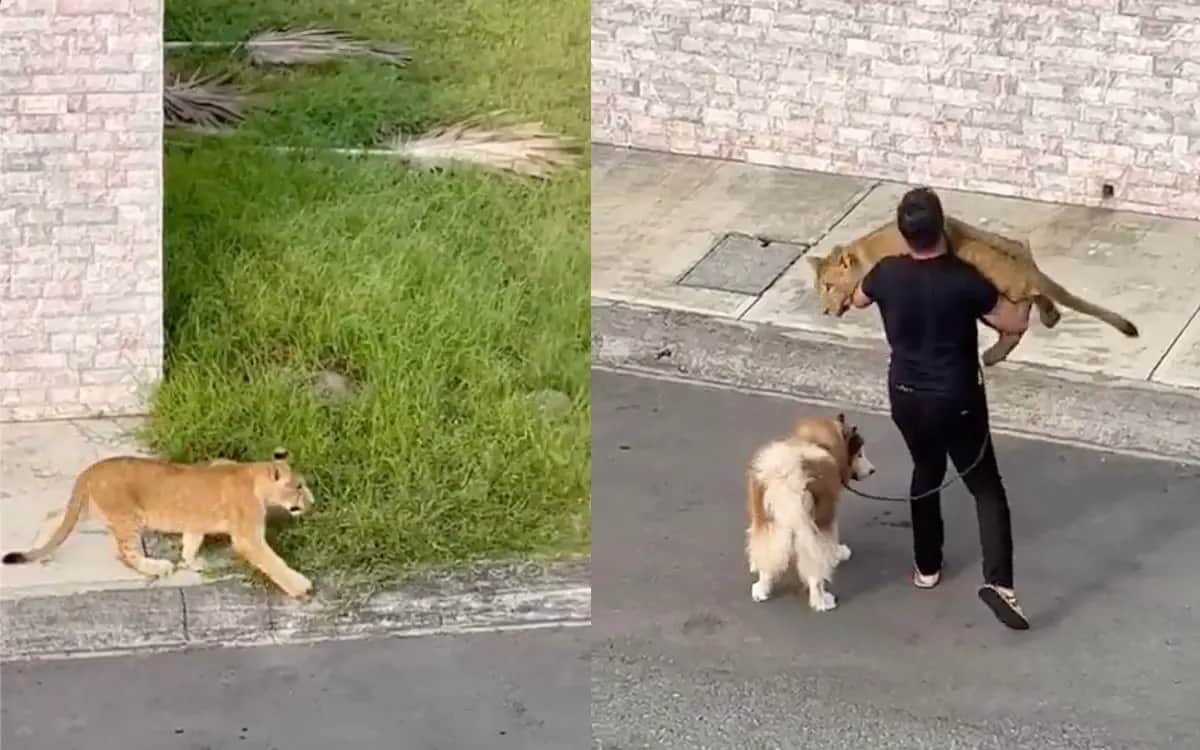 VIDEO: Captan a león paseando en fraccionamiento de Veracruz