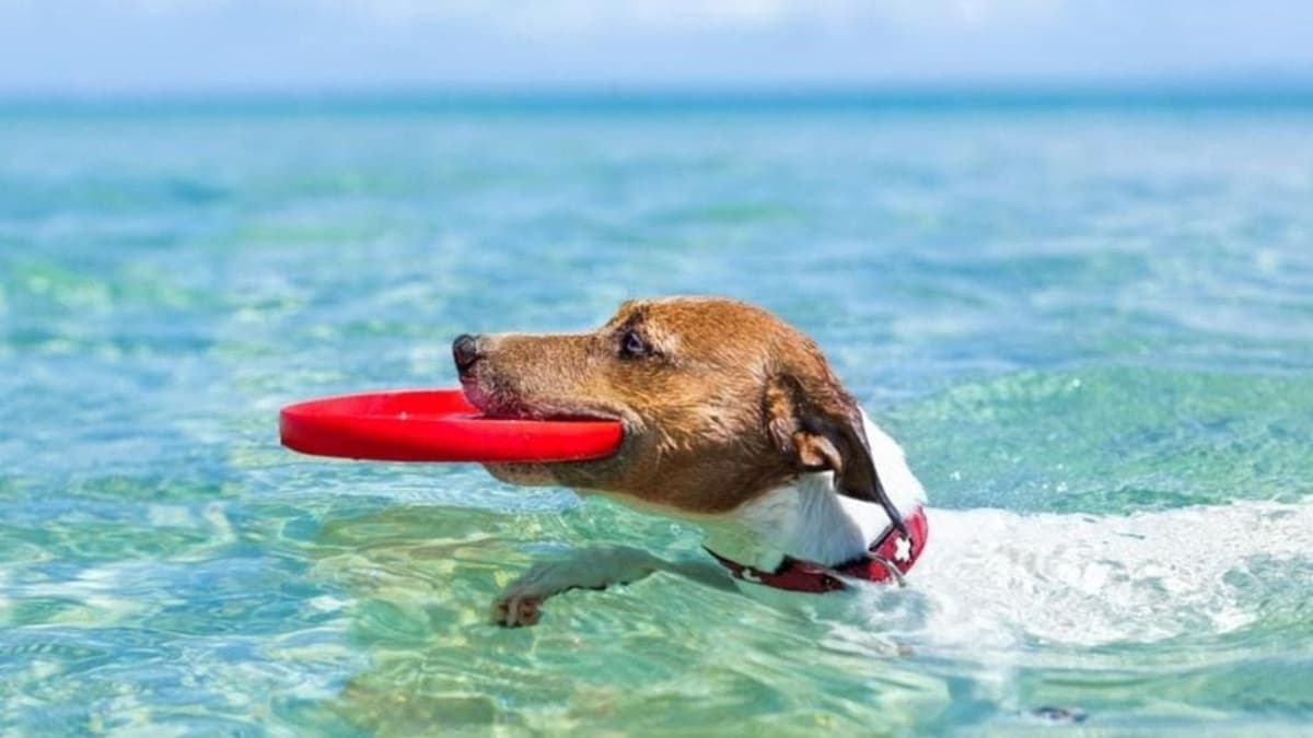 Playa para mascotas en Playa del Carmen podría ser en un arenal que no tenga Blue Flag