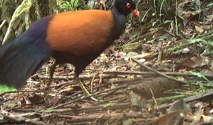 Video: Capturan ave que no se había visto en 140 años