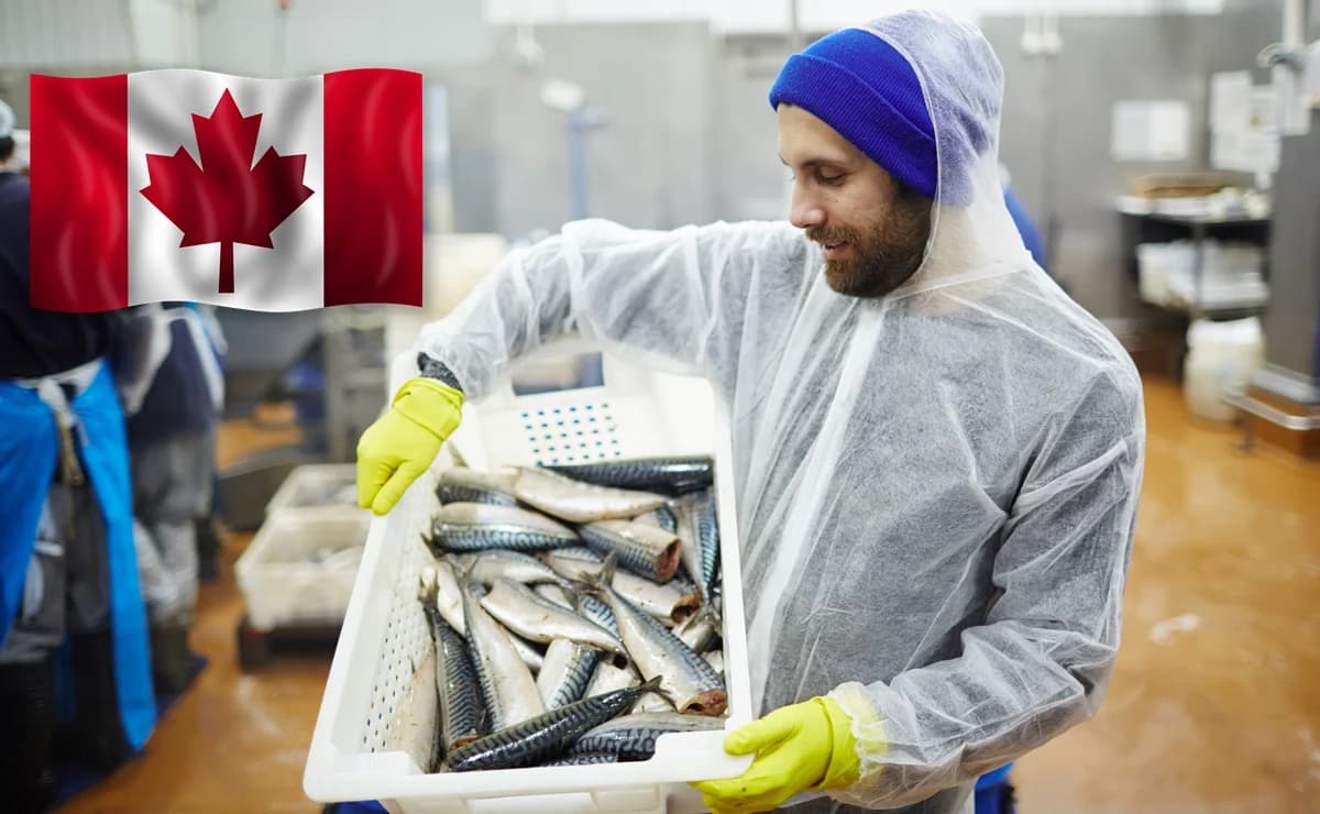 Canadá busca mexicanos (sin inglés) para trabajar por sueldo de hasta $42,000