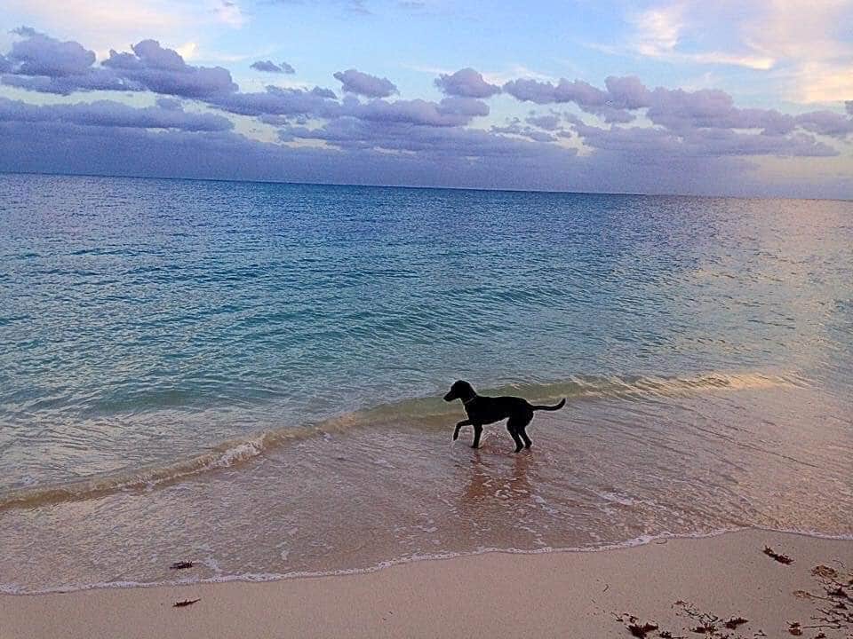 Buenas noticias: podrían autorizar que los perros vayan a la playa en Playa del Carmen
