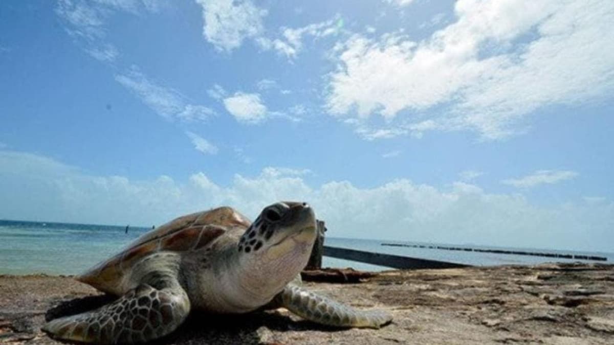 Hasta 22 hoteles no cumplieron con normas durante la temporada de arribo de tortugas en Playa del Carmen