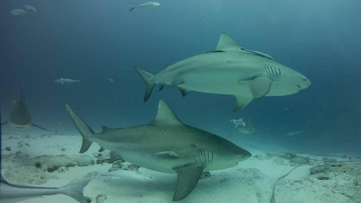 Arranca la temporada del tiburón toro en Playa del Carmen