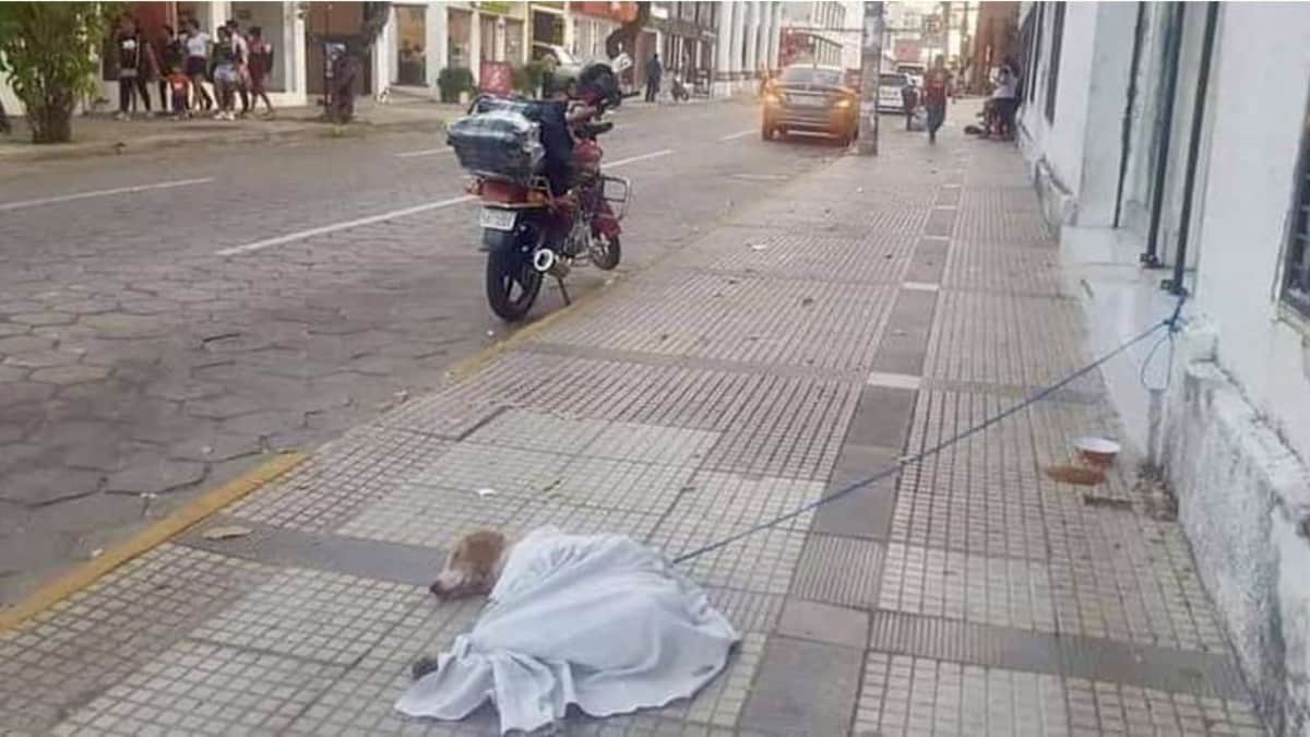 Atan a perrito enfermo y lo abandonan en calle de Bolivia