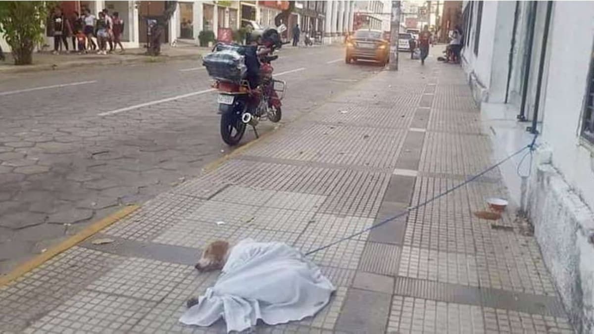 Atan a perrito enfermo y lo abandonan en calle de Bolivia