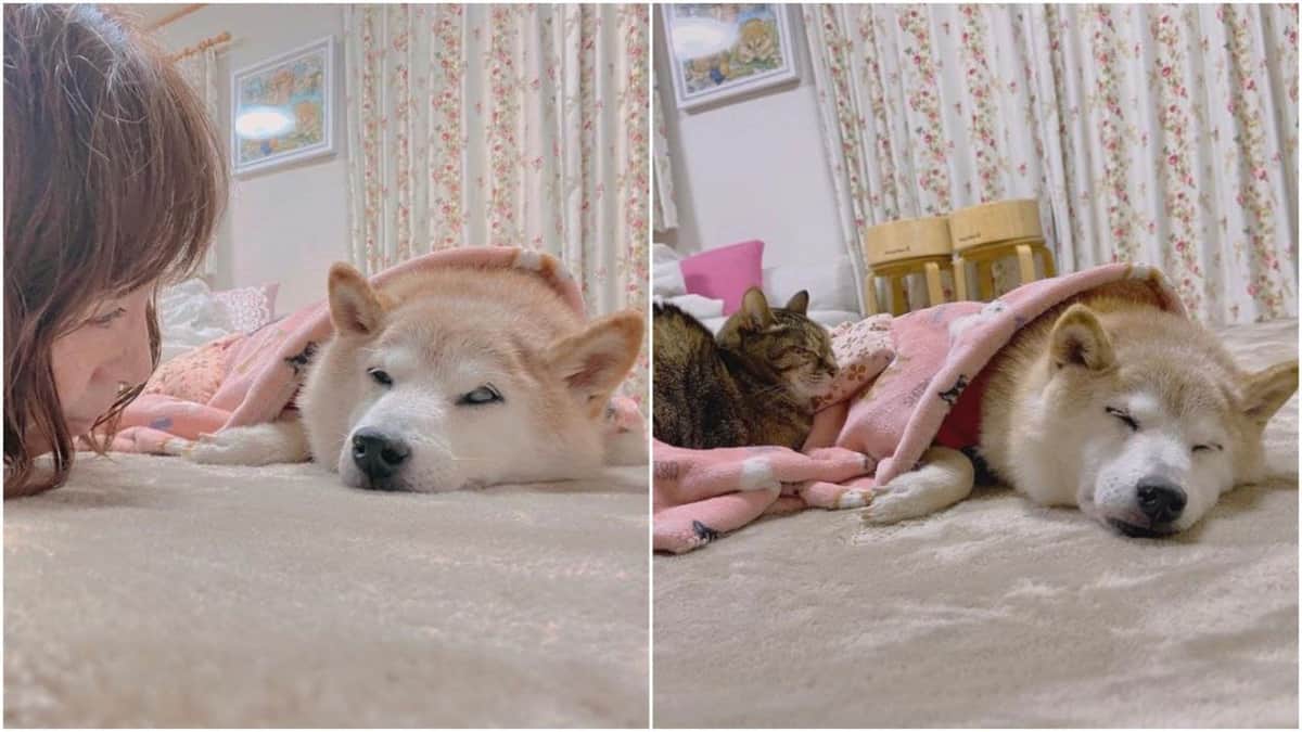 La perrita que inspiró memes y la criptomoneda dogecóin está en un estado de salud "peligroso"