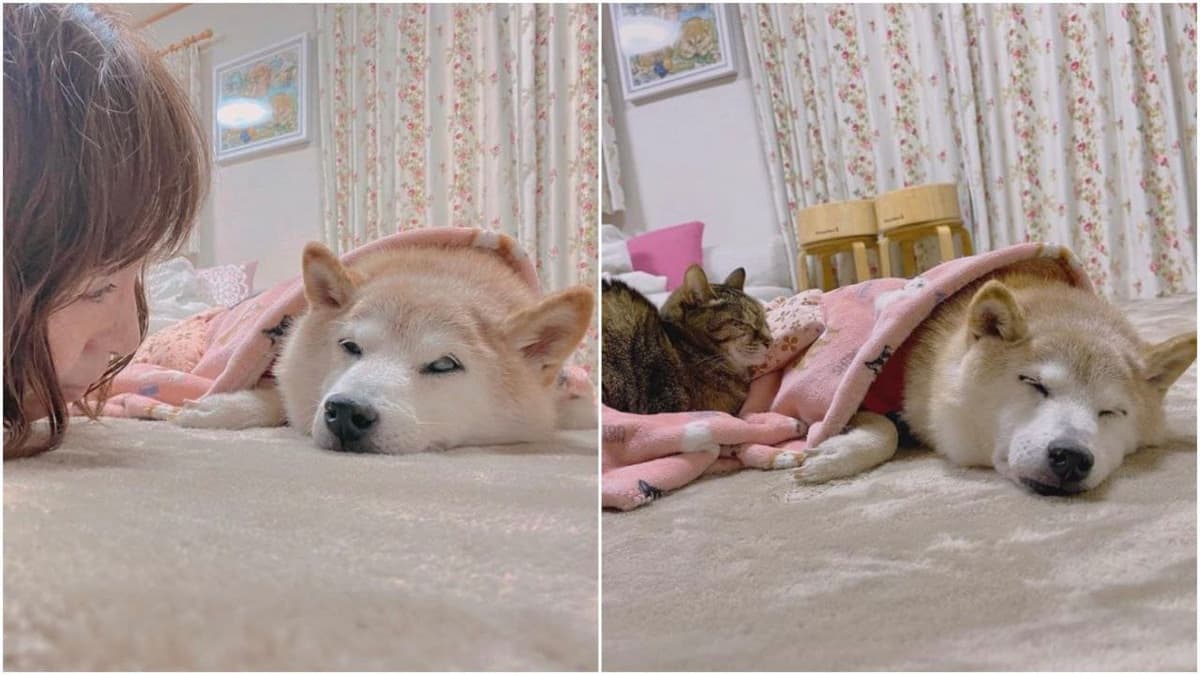 La perrita que inspiró memes y la criptomoneda dogecóin está en un estado de salud "peligroso"