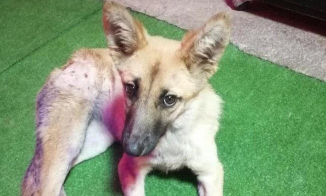 Video: Exigen justicia para Waffle, perrita apuñalada por dos sujetos en Cdmx