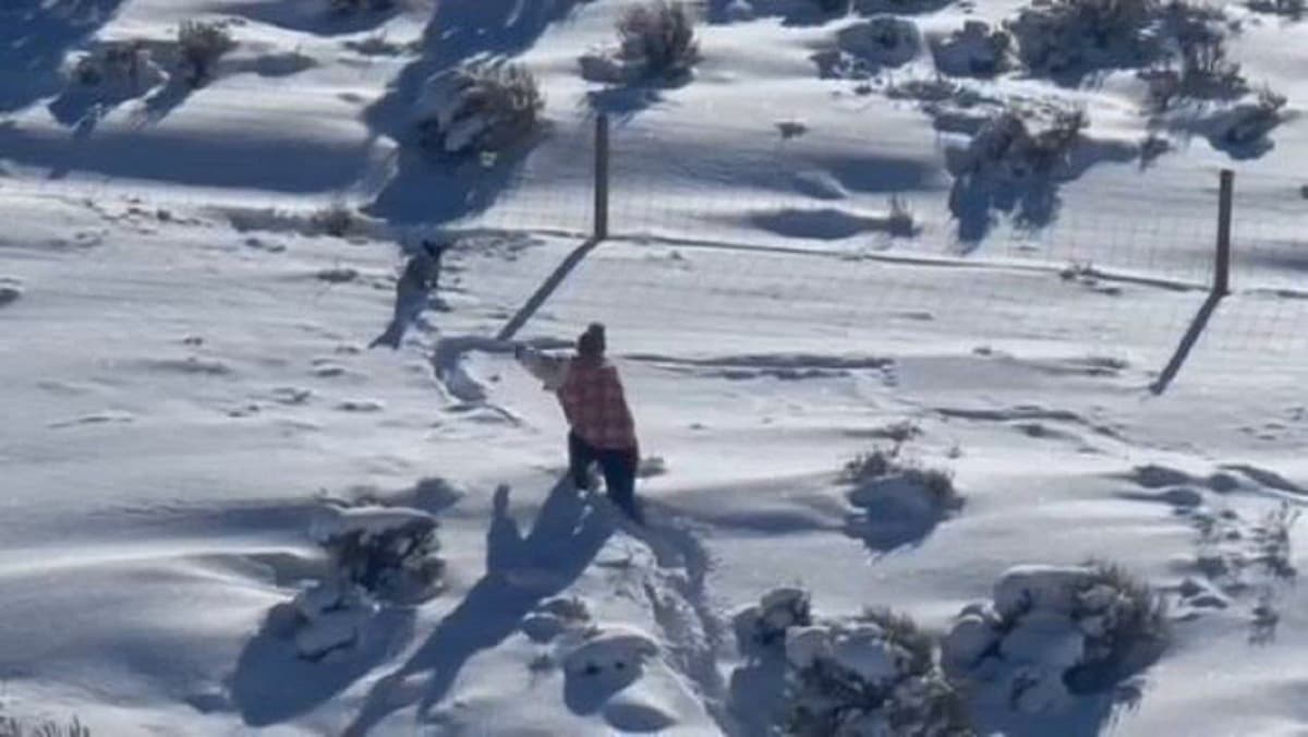 Rescatan a lomito en carretera; pasó una noche con temperaturas bajo cero en EE.UU
