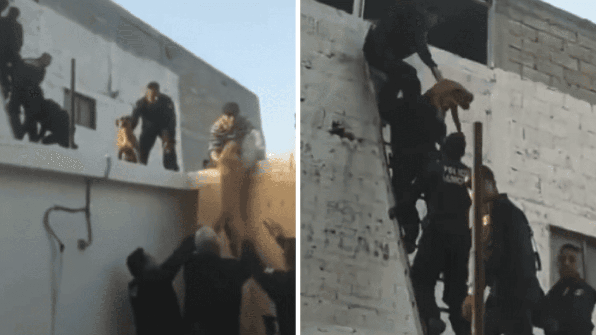 Video: Policías de Edomex rescatan a 10 perritos de un incendio