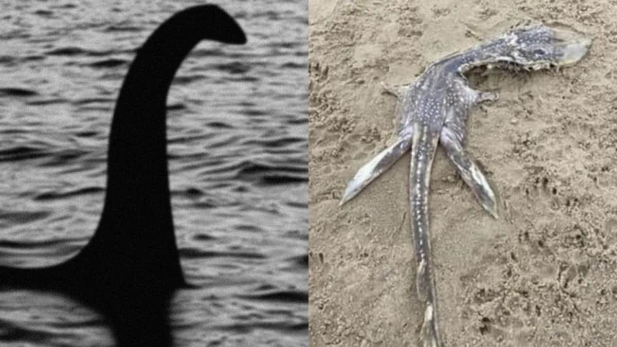 ¿Mujer encuentra un bebé del monstruo del Lago Ness? Esto es lo que sabemos del hallazgo