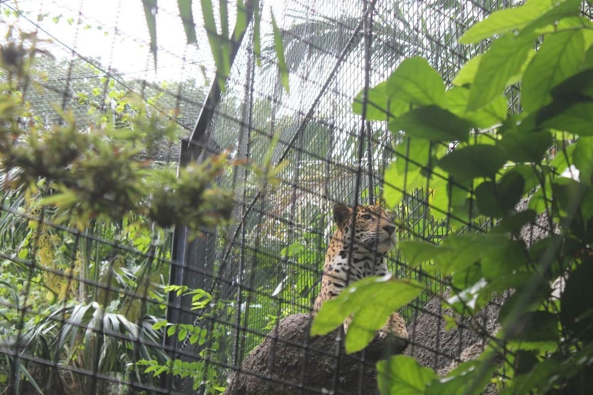 Zoológico Payo Obispo nombra a la jaguar "Jade" su embajadora del mes