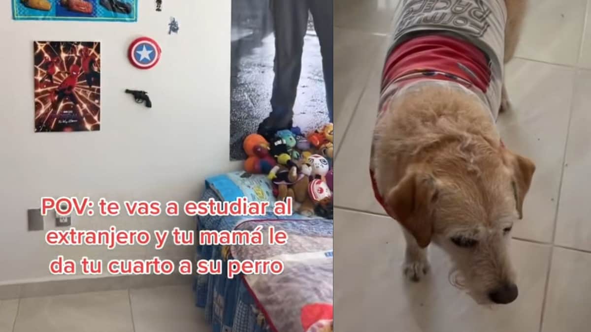 VIDEO: Joven se va a estudiar al extranjero y su madre muda el perro a su habitación