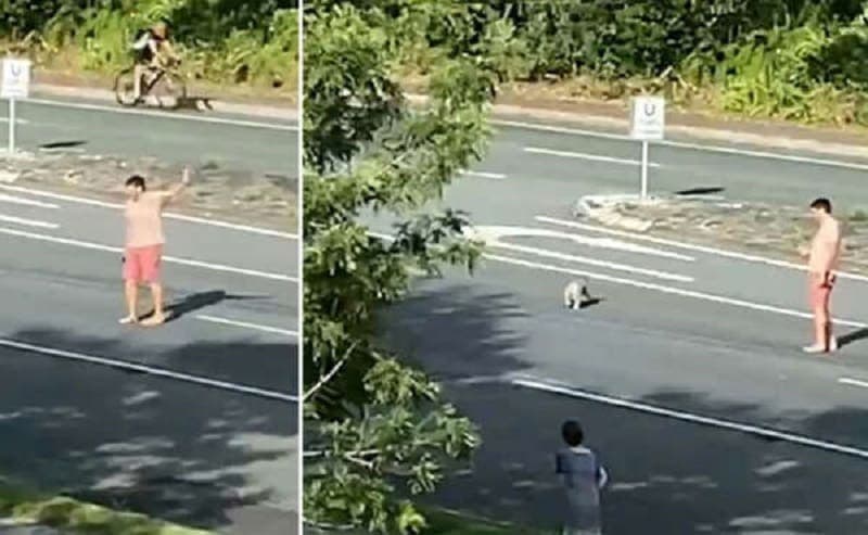 Video: Un hombre arriesga su vida para escoltar a un koala en una concurrida autopista