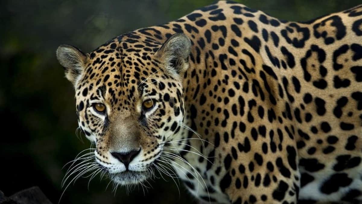 Cambio de uso de suelo y crecimiento urbano en Quintana Roo pone en riesgo al jaguar y a otras especies