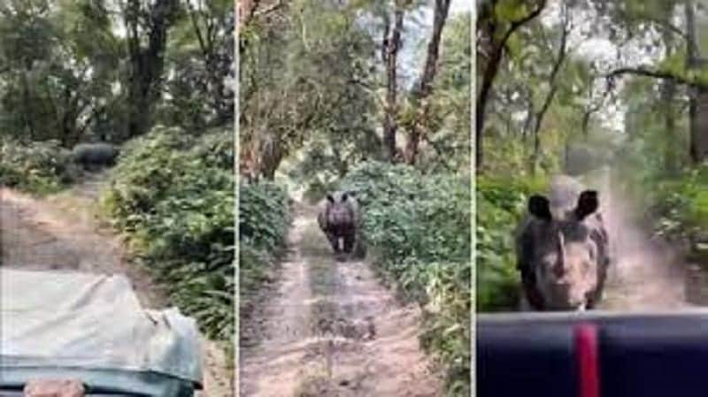 Video: Un rinoceronte persigue a un grupo de turistas en un parque de la India