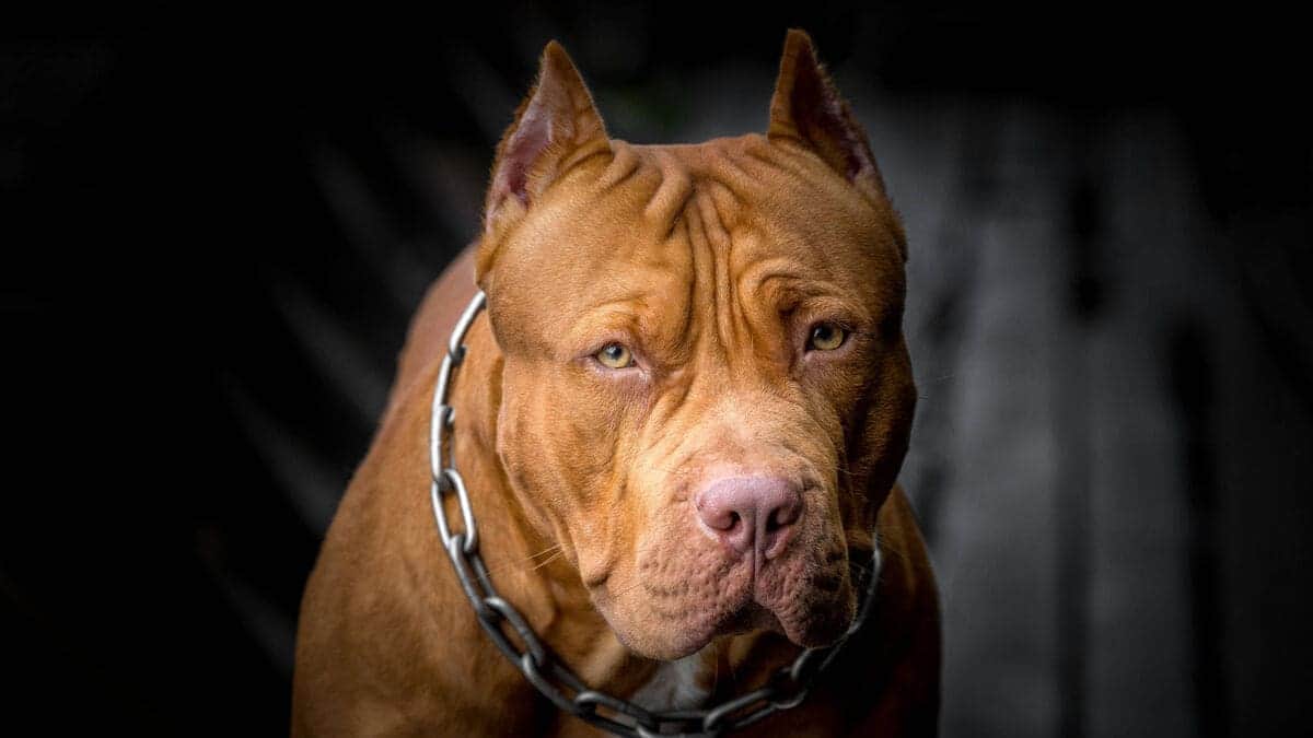 VIDEO: Perros Pitbull atacan a pareja de abuelitos y uno fallece