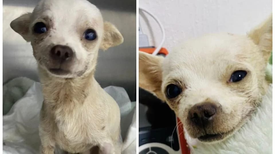 Pincky, el perro chihuahua que defendió su hogar de unos ladrones ha muerto