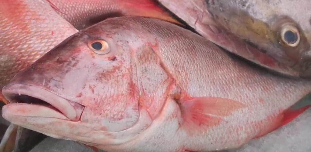 Esperan repunte en la venta de pescado por la Cuaresma en Playa del Carmen