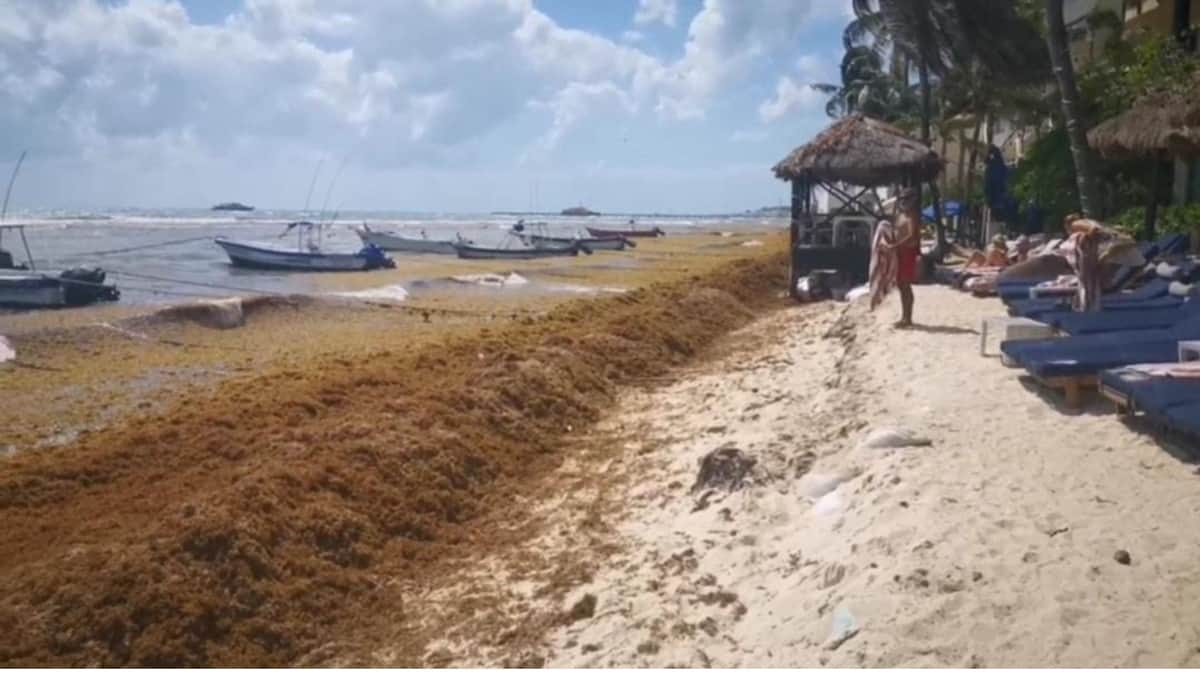 Zofemat trabaja a marchas en Playa del Carmen por la llegada de sargazo: Lili Campos