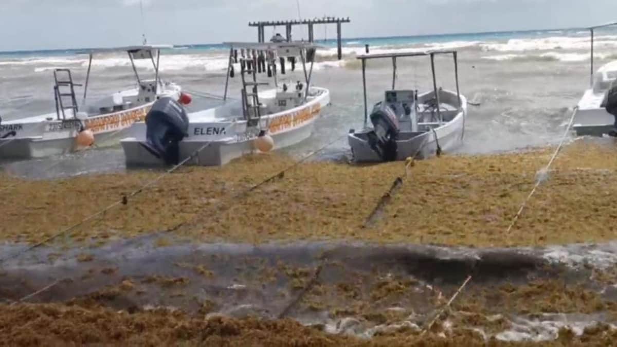 Surada y sargazo afectan a los hombres del mar en Playa del Carmen; han tenido nula actividad