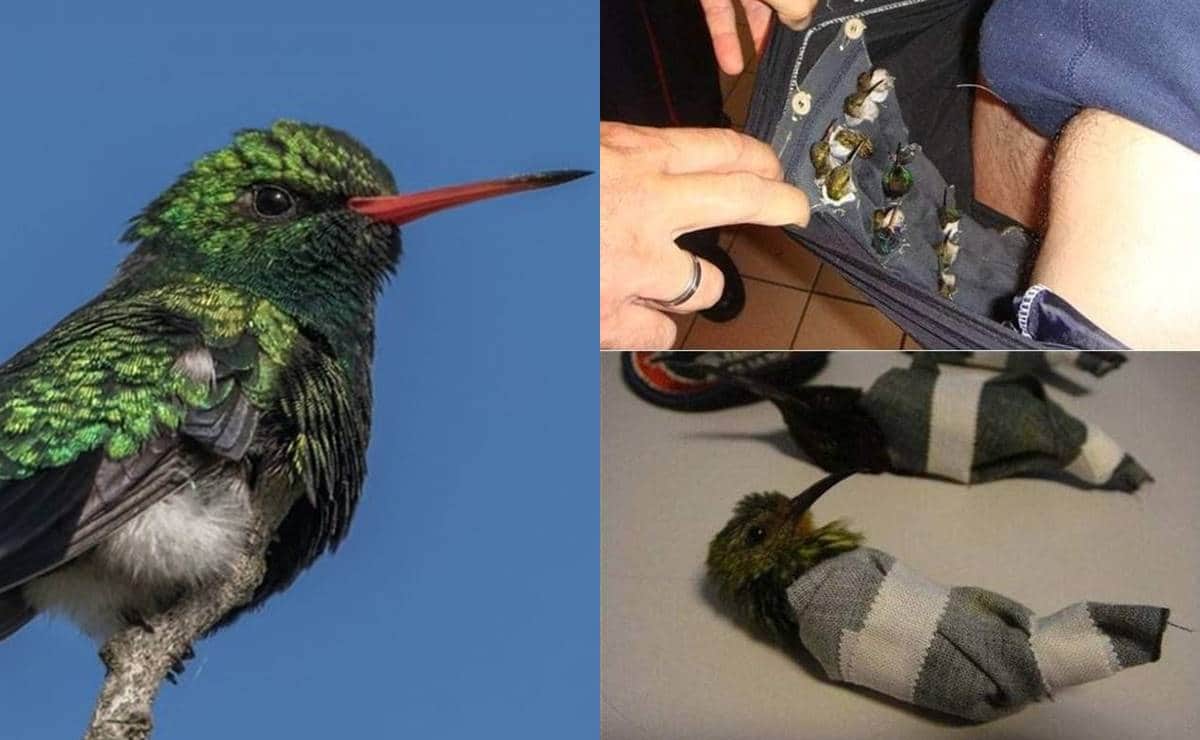 Historia de terror real: La abominable práctica con colibríes que aumenta el 14 de febrero