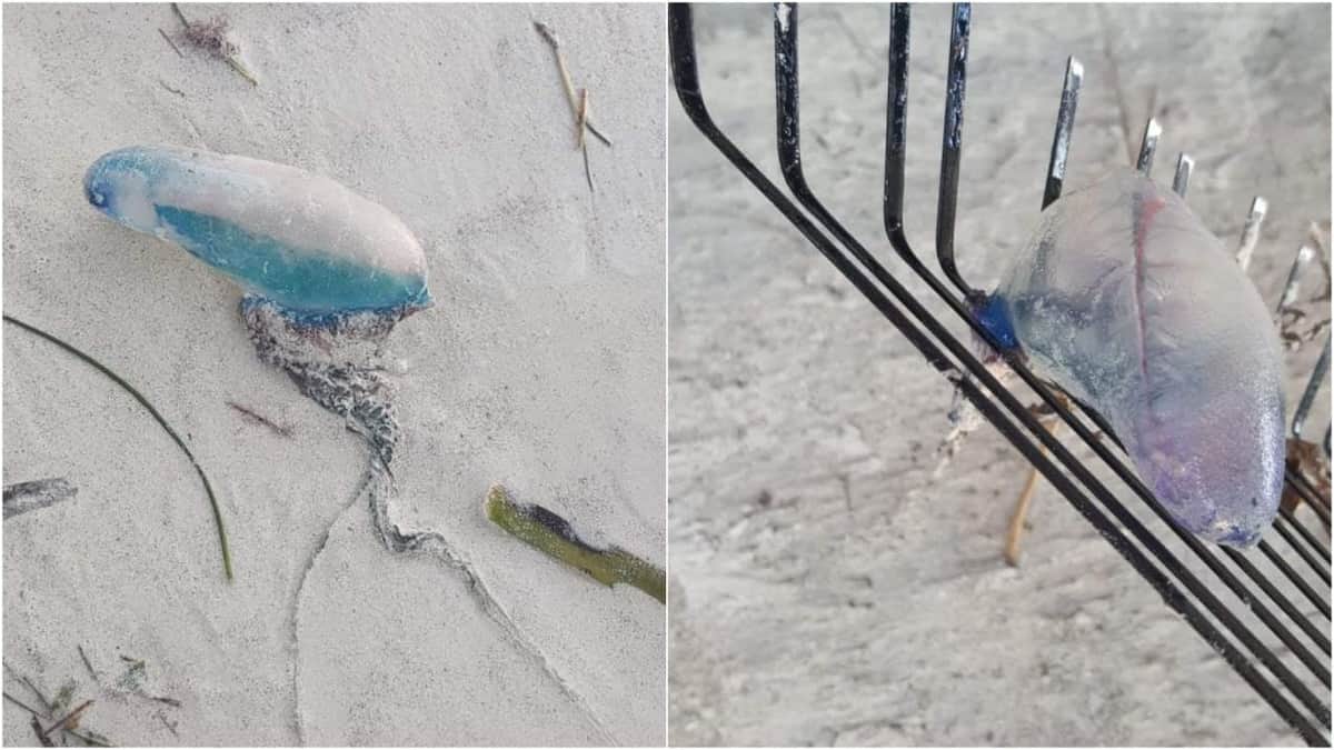 Aparecen las carabelas portuguesas en Holbox