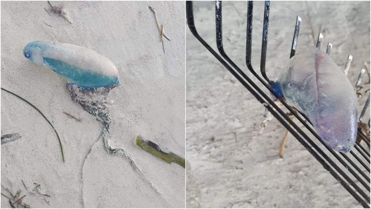 Aparecen las carabelas portuguesas en Holbox