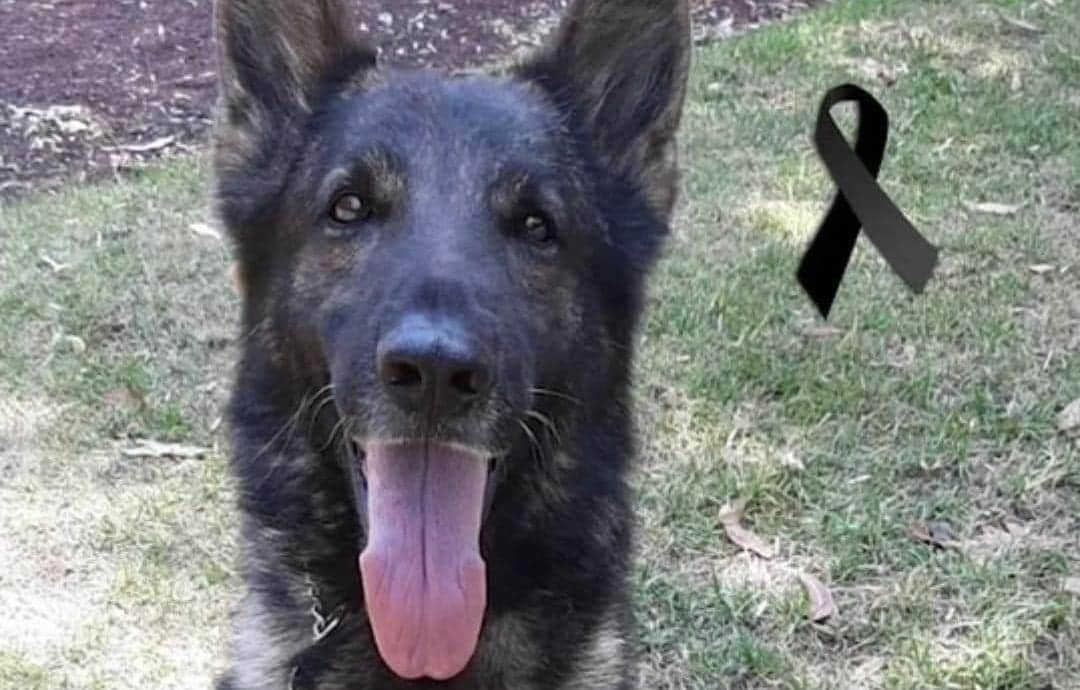 Video: Fallece Proteo, perrito que fue a salvar vidas tras el sismo de Turquía