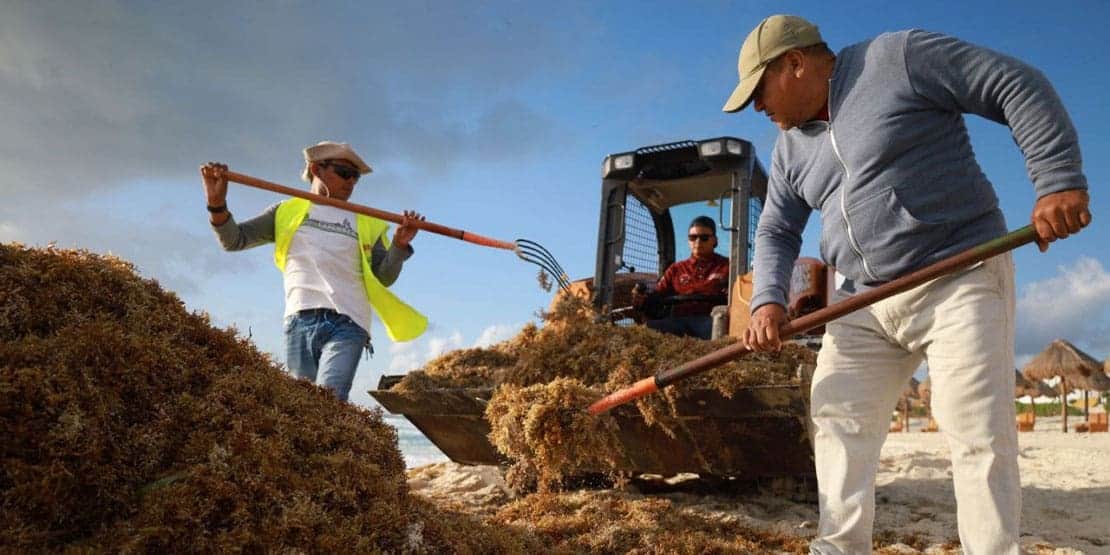 Mantenemos nuestras playas libres de sargazo: Ana Patricia Peralta