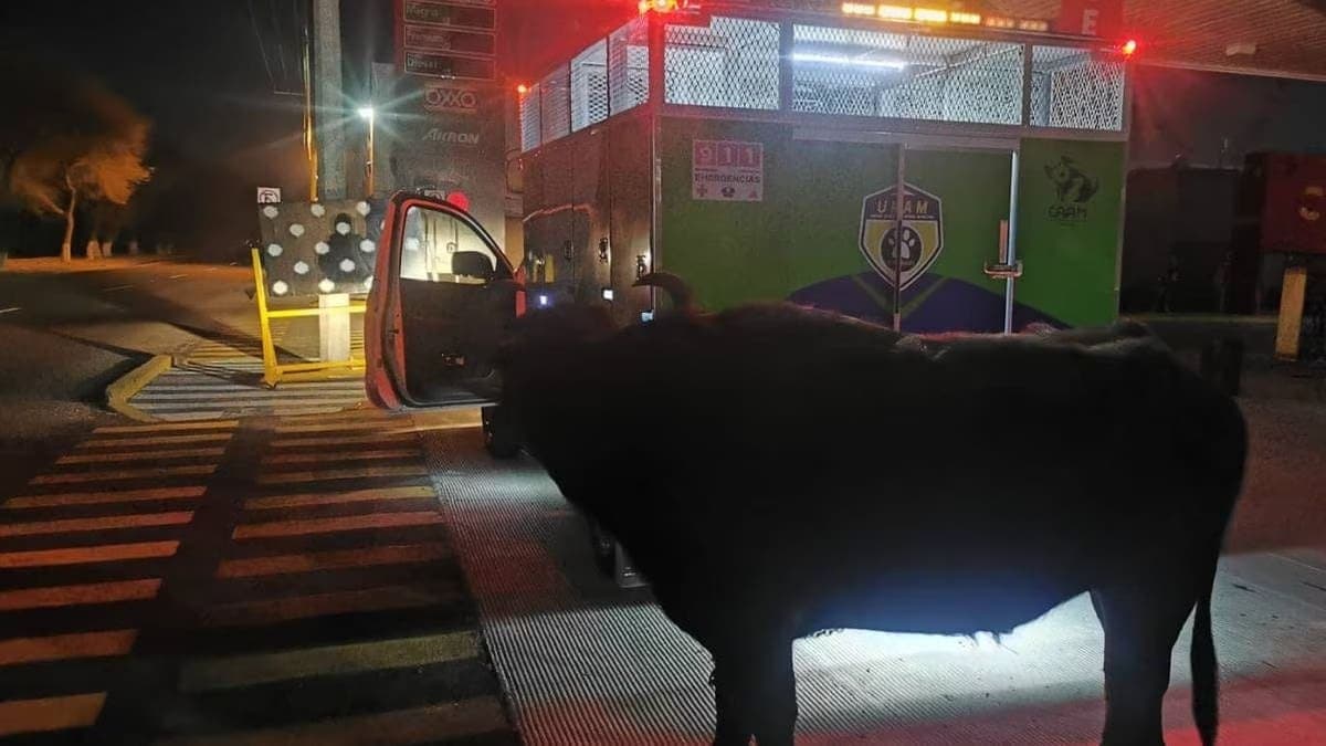 Búfalo fue captado deambulando en calles de El Marqués, Querétaro