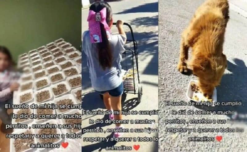 Video: Niña se hace viral por repartir comida a perritos callejeros