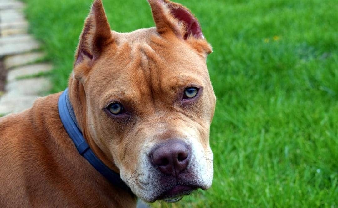 Dos perros pitbull agreden a su dueña y la matan en Cdmx