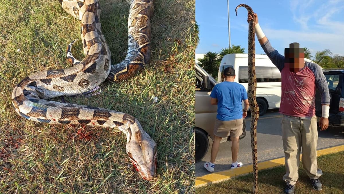 Atropellan a serpiente de 2 metros en el bulevar Playa del Carmen