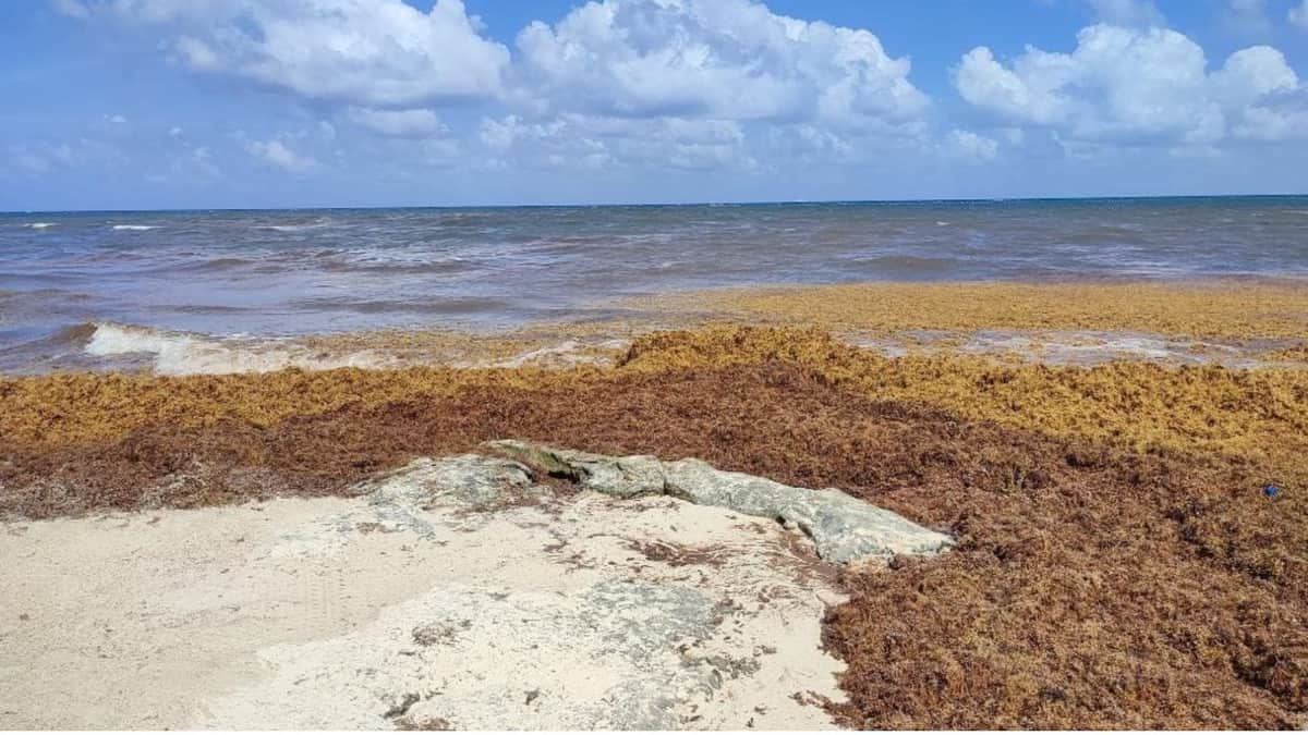 Zofemat de Playa del Carmen, lista para el arribo de sargazo; sigue contratando gente