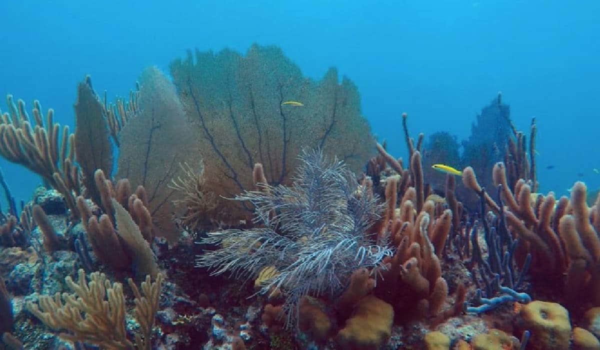 Es crítico el estado del sistema arrecifal del Caribe Mexicano, afirman
