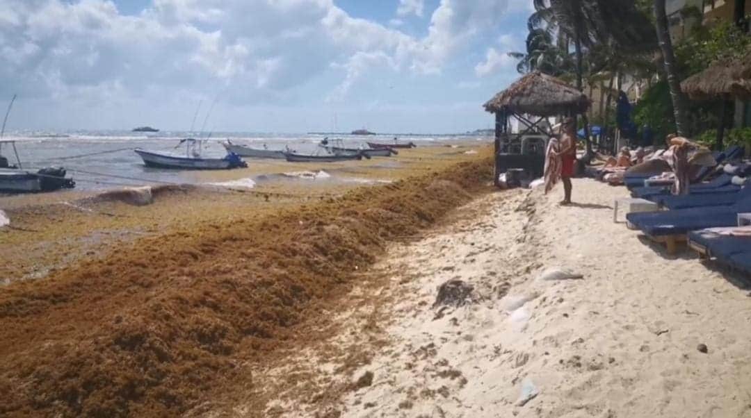 Suradas y sargazo siguen afectando a prestadores de servicios en Playa del Carmen