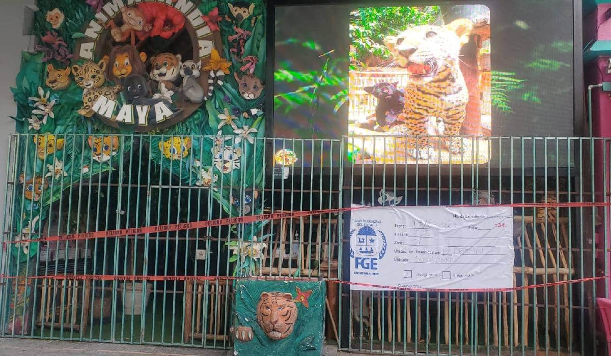 Asegura Fiscalía el local 'Animalandia Maya' en la Quinta Avenida