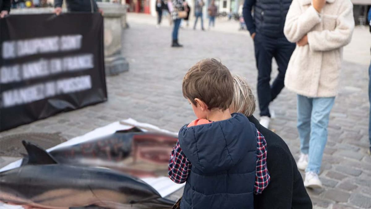 Mutilan delfines y les tallan mensajes contra la comunidad LGBT+