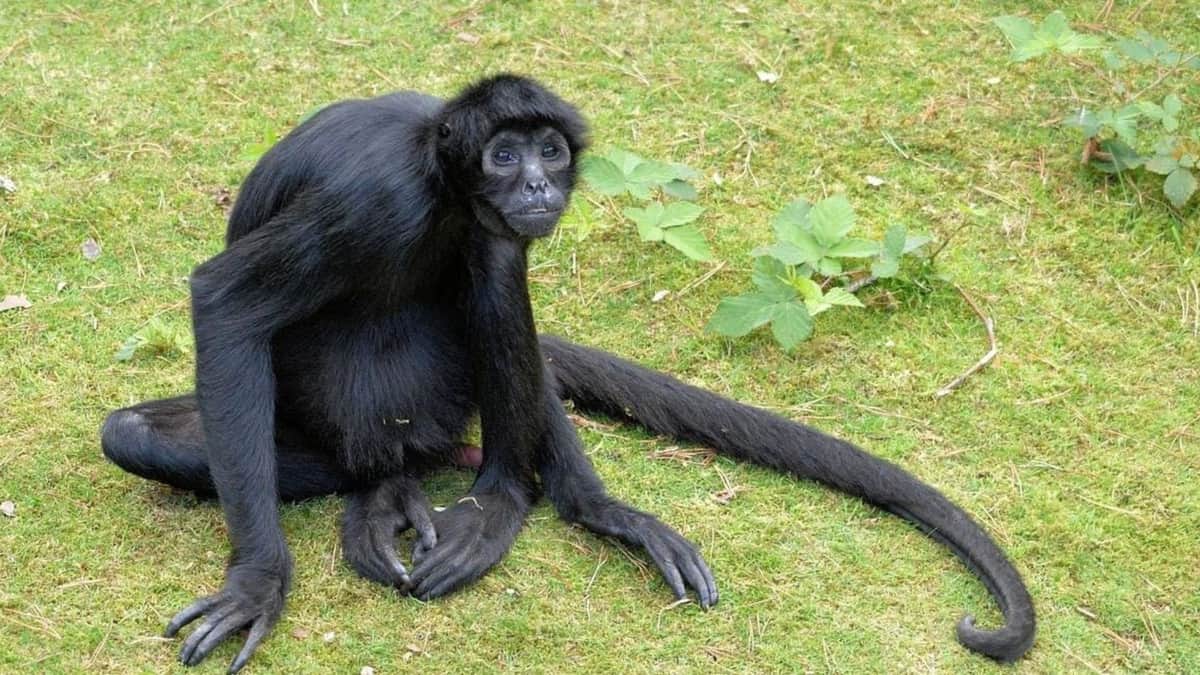 Piden reportar los avistamientos de animales silvestres en Playa del Carmen
