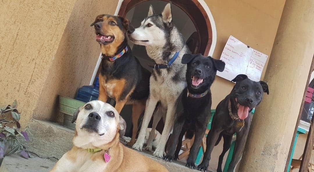 Video: Matan a garrotazos a dos perros en Chiapas; supuestamente tenían rabia