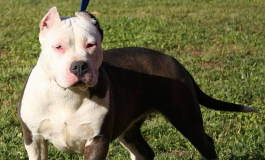 Perro pitbull mata a su dueña en Salamanca, Guanajuato